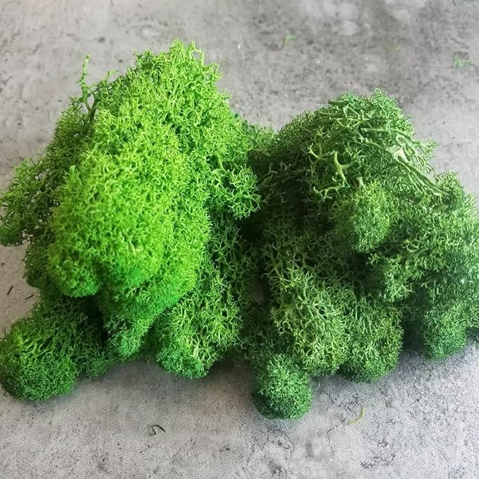 Preserved Reindeer Moss Natural Green DIY Kit Gardenning Art Wall Decor Florist - Image 9