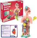 Smartivity Human Body Model for Kids 6-12 Years | Learn Body Organs, Functions by SMARTIVITY
