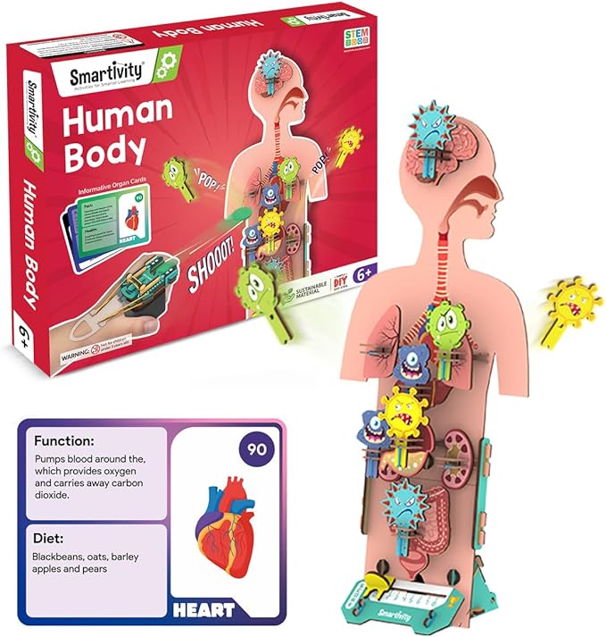 Smartivity Human Body Model for Kids 6-12 Years | Learn Body Organs, Functions by SMARTIVITY