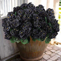 Hananona 6 Pcs Artificial Geranium Flowers by HANANONA