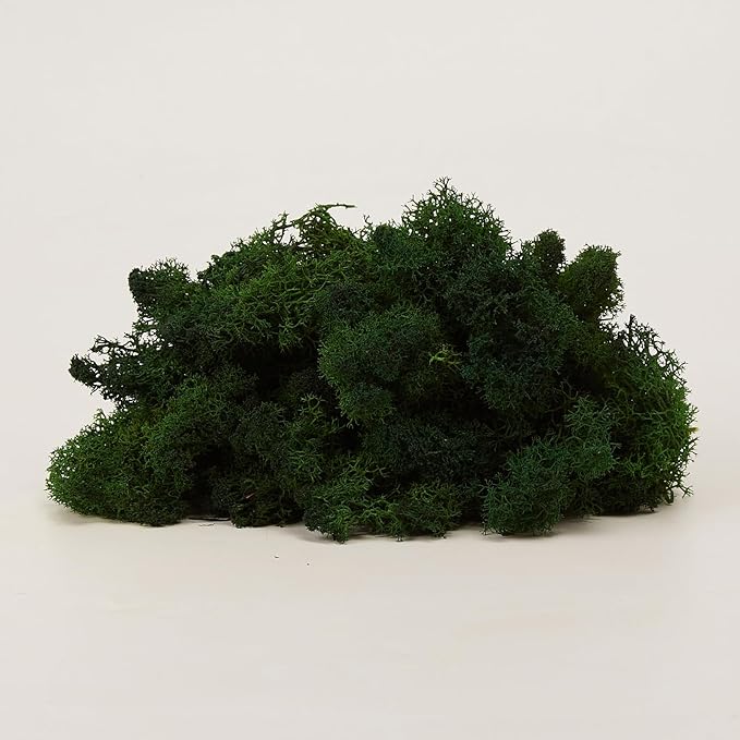 Preserved Reindeer Moss Natural Green DIY Kit Gardenning Art Wall Decor Florist - Image 8