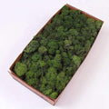 Preserved Reindeer Moss Natural Green DIY Kit Gardenning Art Wall Decor Florist by %E7%8E%B0%E5%9C%A8%E8%B4%AD%E4%B9%B0