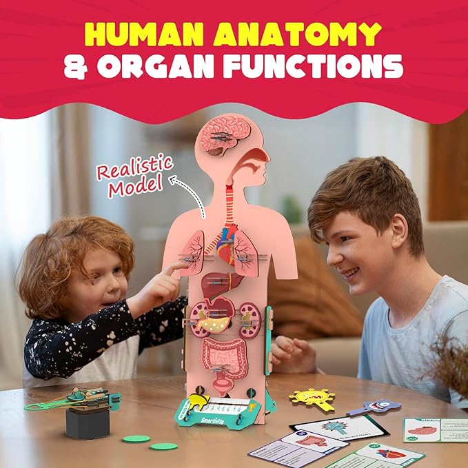 Smartivity Human Body Model for Kids 6-12 Years | Learn Body Organs, Functions - Image 2