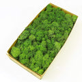 Preserved Reindeer Moss Natural Green DIY Kit Gardenning Art Wall Decor Florist by %E7%8E%B0%E5%9C%A8%E8%B4%AD%E4%B9%B0