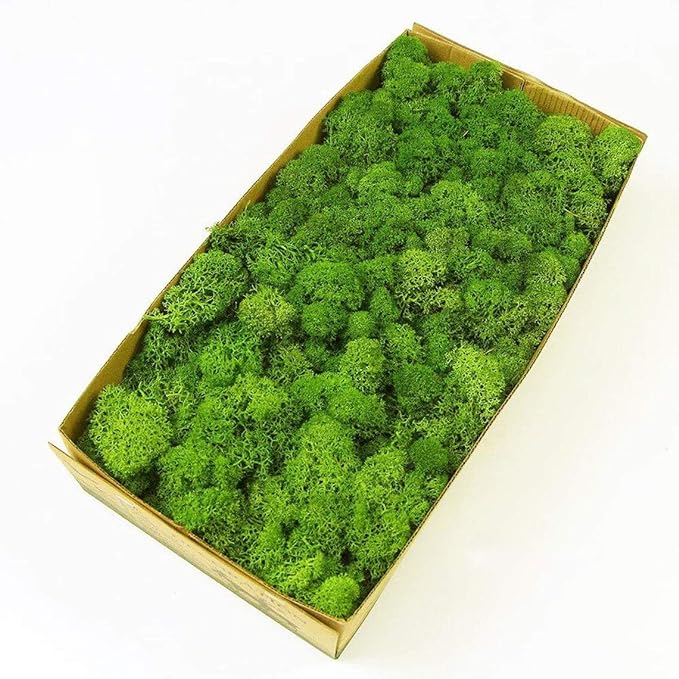 Preserved Reindeer Moss Natural Green DIY Kit Gardenning Art Wall Decor Florist by %E7%8E%B0%E5%9C%A8%E8%B4%AD%E4%B9%B0