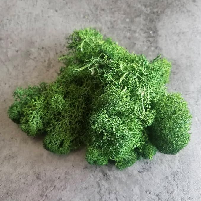 Preserved Reindeer Moss Natural Green DIY Kit Gardenning Art Wall Decor Florist - Image 5
