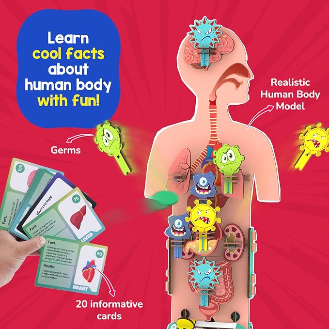 Smartivity Human Body Model for Kids 6-12 Years | Learn Body Organs, Functions - Image 5