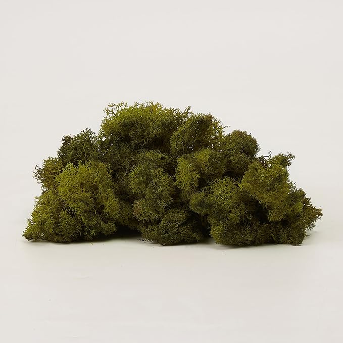 Preserved Reindeer Moss Natural Green DIY Kit Gardenning Art Wall Decor Florist - Image 3