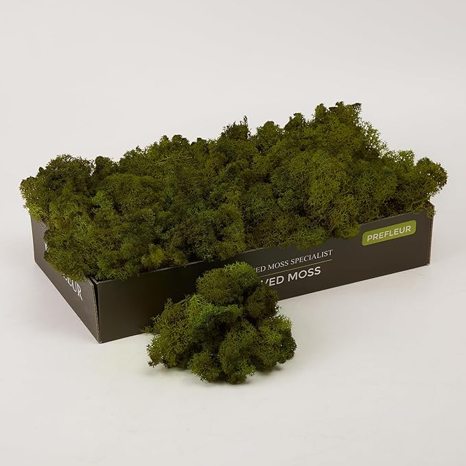 Preserved Reindeer Moss Natural Green DIY Kit Gardenning Art Wall Decor Florist by %E7%8E%B0%E5%9C%A8%E8%B4%AD%E4%B9%B0