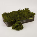 Preserved Reindeer Moss Natural Green DIY Kit Gardenning Art Wall Decor Florist by %E7%8E%B0%E5%9C%A8%E8%B4%AD%E4%B9%B0
