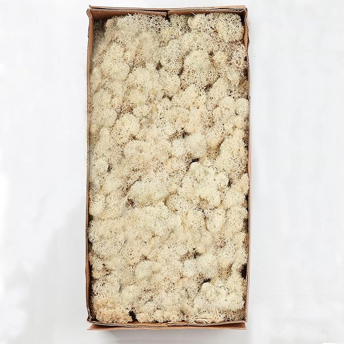 Preserved Reindeer Moss Natural Green DIY Kit Gardenning Art Wall Decor Florist - Image 8