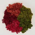 Preserved Reindeer Moss Natural Green DIY Kit Gardenning Art Wall Decor Florist by %E7%8E%B0%E5%9C%A8%E8%B4%AD%E4%B9%B0