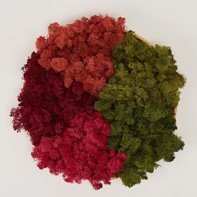 Preserved Reindeer Moss Natural Green DIY Kit Gardenning Art Wall Decor Florist by %E7%8E%B0%E5%9C%A8%E8%B4%AD%E4%B9%B0