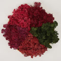 Preserved Reindeer Moss Natural Green DIY Kit Gardenning Art Wall Decor Florist by %E7%8E%B0%E5%9C%A8%E8%B4%AD%E4%B9%B0
