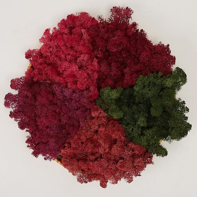 Preserved Reindeer Moss Natural Green DIY Kit Gardenning Art Wall Decor Florist by %E7%8E%B0%E5%9C%A8%E8%B4%AD%E4%B9%B0