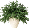 12 Pcs Artificial Norfolk Pine Branches by GIAUMA