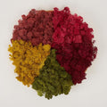 Preserved Reindeer Moss Natural Green DIY Kit Gardenning Art Wall Decor Florist by %E7%8E%B0%E5%9C%A8%E8%B4%AD%E4%B9%B0