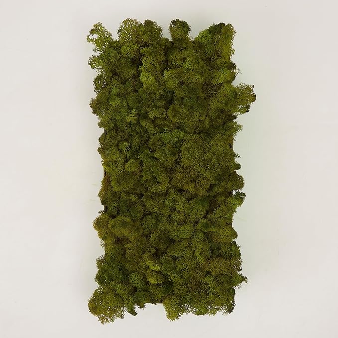 Preserved Reindeer Moss Natural Green DIY Kit Gardenning Art Wall Decor Florist - Image 7