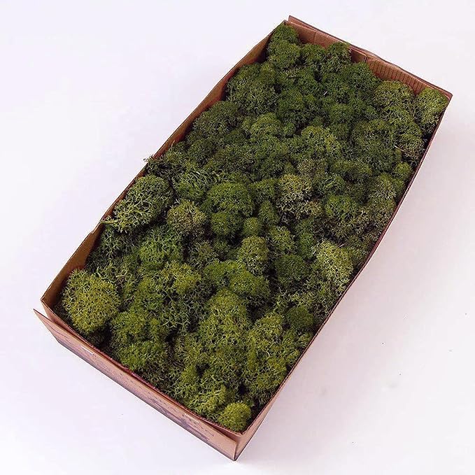 Preserved Reindeer Moss Natural Green DIY Kit Gardenning Art Wall Decor Florist - Image 5