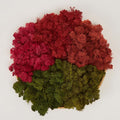 Preserved Reindeer Moss Natural Green DIY Kit Gardenning Art Wall Decor Florist by %E7%8E%B0%E5%9C%A8%E8%B4%AD%E4%B9%B0