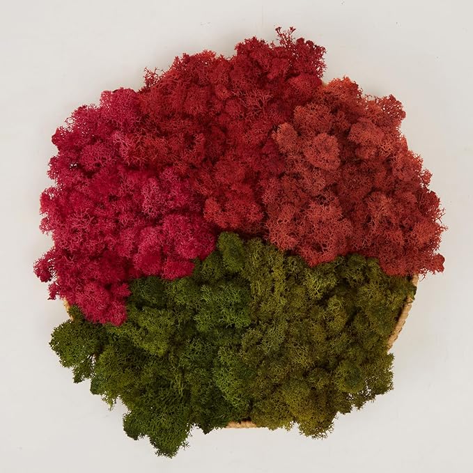 Preserved Reindeer Moss Natural Green DIY Kit Gardenning Art Wall Decor Florist by %E7%8E%B0%E5%9C%A8%E8%B4%AD%E4%B9%B0
