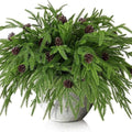 Watayo 10 Pcs Christmas Norfolk Pine Branches by Watayo