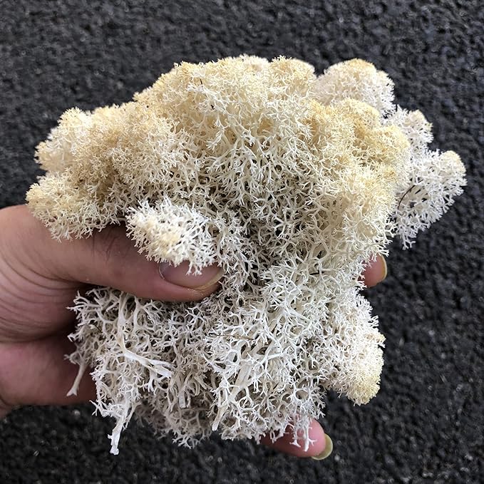 Preserved Reindeer Moss Natural Green DIY Kit Gardenning Art Wall Decor Florist - Image 4