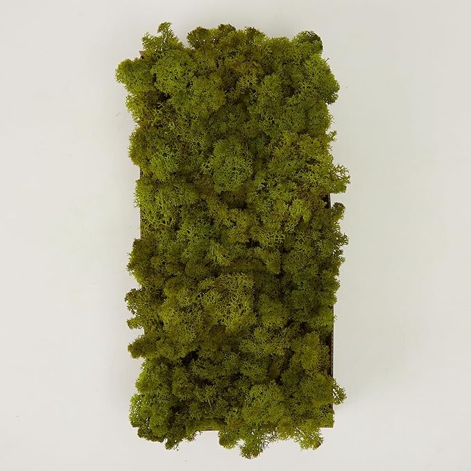 Preserved Reindeer Moss Natural Green DIY Kit Gardenning Art Wall Decor Florist - Image 6
