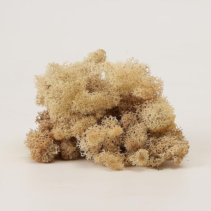 Preserved Reindeer Moss Natural Green DIY Kit Gardenning Art Wall Decor Florist - Image 2