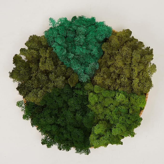 Preserved Reindeer Moss Natural Green DIY Kit Gardenning Art Wall Decor Florist by %E7%8E%B0%E5%9C%A8%E8%B4%AD%E4%B9%B0