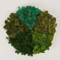 Preserved Reindeer Moss Natural Green DIY Kit Gardenning Art Wall Decor Florist by %E7%8E%B0%E5%9C%A8%E8%B4%AD%E4%B9%B0