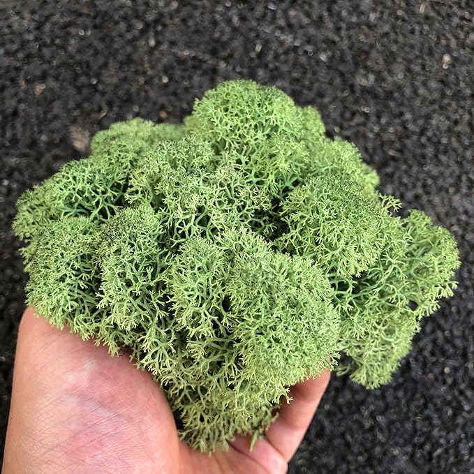 Preserved Reindeer Moss Natural Green DIY Kit Gardenning Art Wall Decor Florist - Image 3