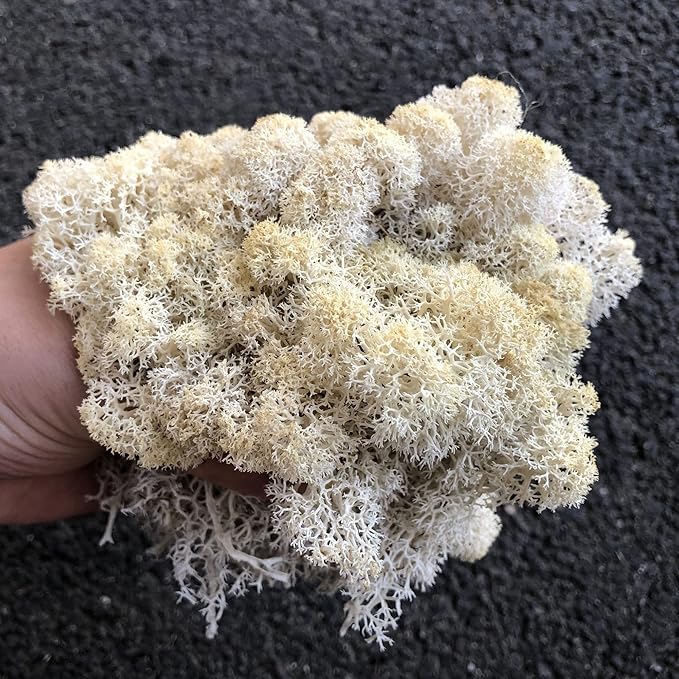 Preserved Reindeer Moss Natural Green DIY Kit Gardenning Art Wall Decor Florist - Image 5