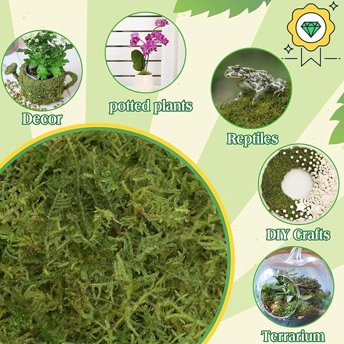 Halatool 6OZ Green Moss for Indoor Plants, 8QT Orchid Moss for Repotting - Image 6