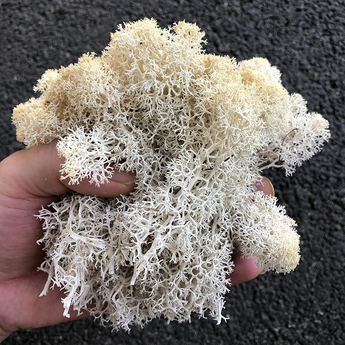 Preserved Reindeer Moss Natural Green DIY Kit Gardenning Art Wall Decor Florist - Image 3