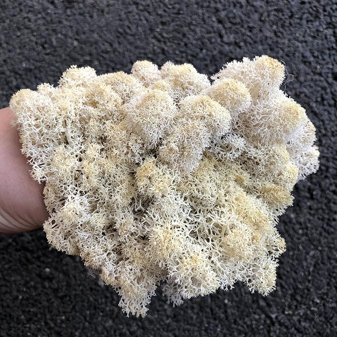 Preserved Reindeer Moss Natural Green DIY Kit Gardenning Art Wall Decor Florist - Image 9